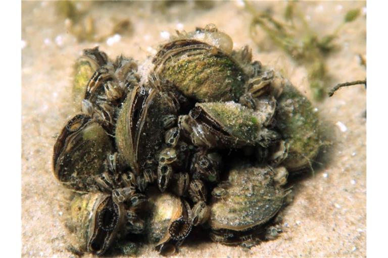 Die undatierte Aufnahme zeigt Quagga-Dreikantmuscheln (Dreissena rostriformis bugensis). Foto: Silke Oldorff/zb/dpa/Archivbild