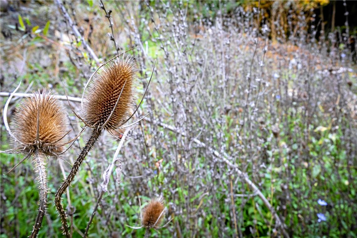 Die verblühten Pflanzen bleiben über den Winter stehen.