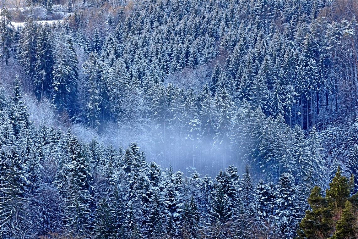 Die vereisten Spitzen der Nadelbäume bei Großerlach auf den Höhen des Schwäbischen Waldes geben ein fast schon mystisches Bild ab. Foto: Alexander Becher