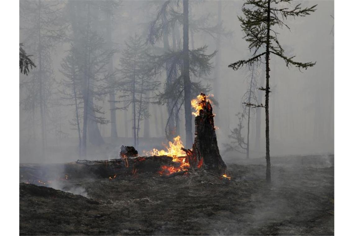Waldbrände in Russland: Umweltschützer besorgt Die verheerenden Waldbrände in Russland werden zunehmend zu einer Gesundheitsgefahr für die Menschen. Foto: Vasily Kuper/AP/dpa