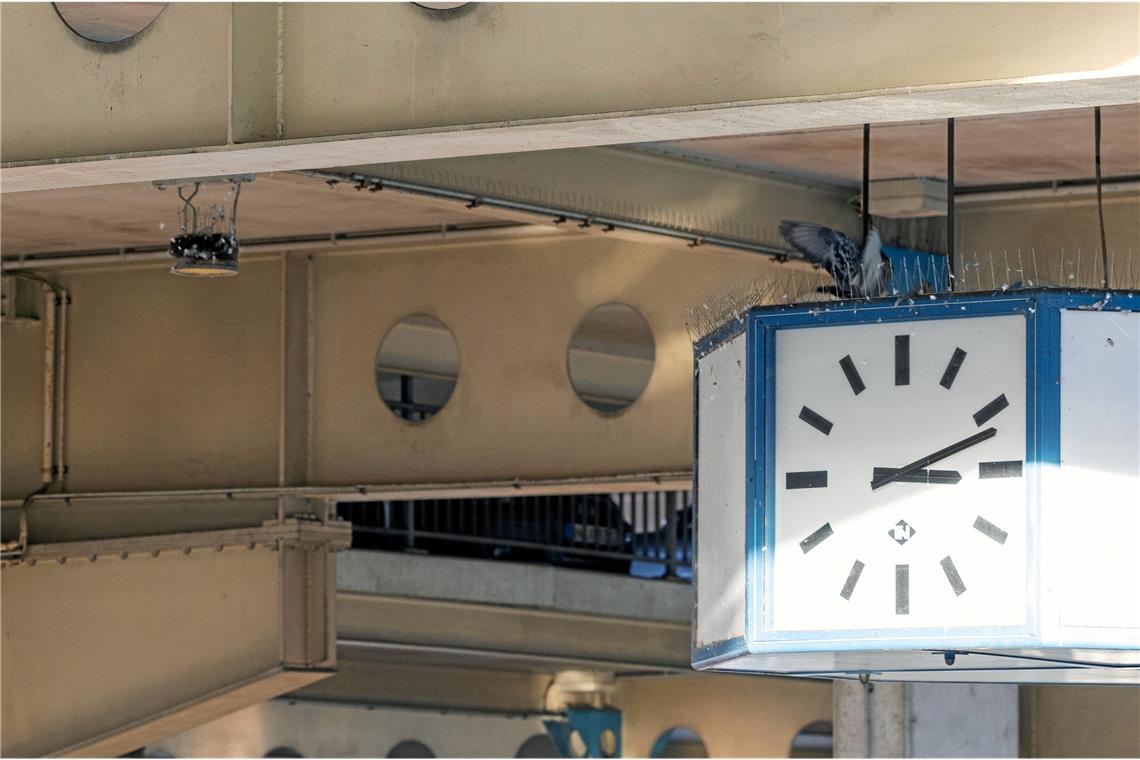 Stadt plant runden Tisch zur Taubenplage Die Versuche, die Tauben am Busbahnhof mit Stahlspitzen an den Kanten zu vertreiben, waren bisher nur mäßig erfolgreich.
