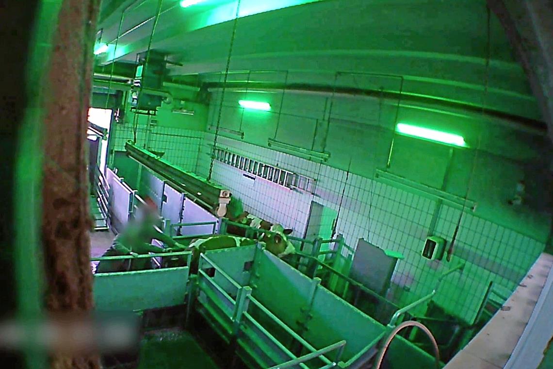 „Betäubungsfalle ist absolut veraltet“ Die Videoaufnahmen wurden laut Soko Tierschutz durch Fenster von außen aus aufgenommen, der Betrieb sei nicht betreten worden.