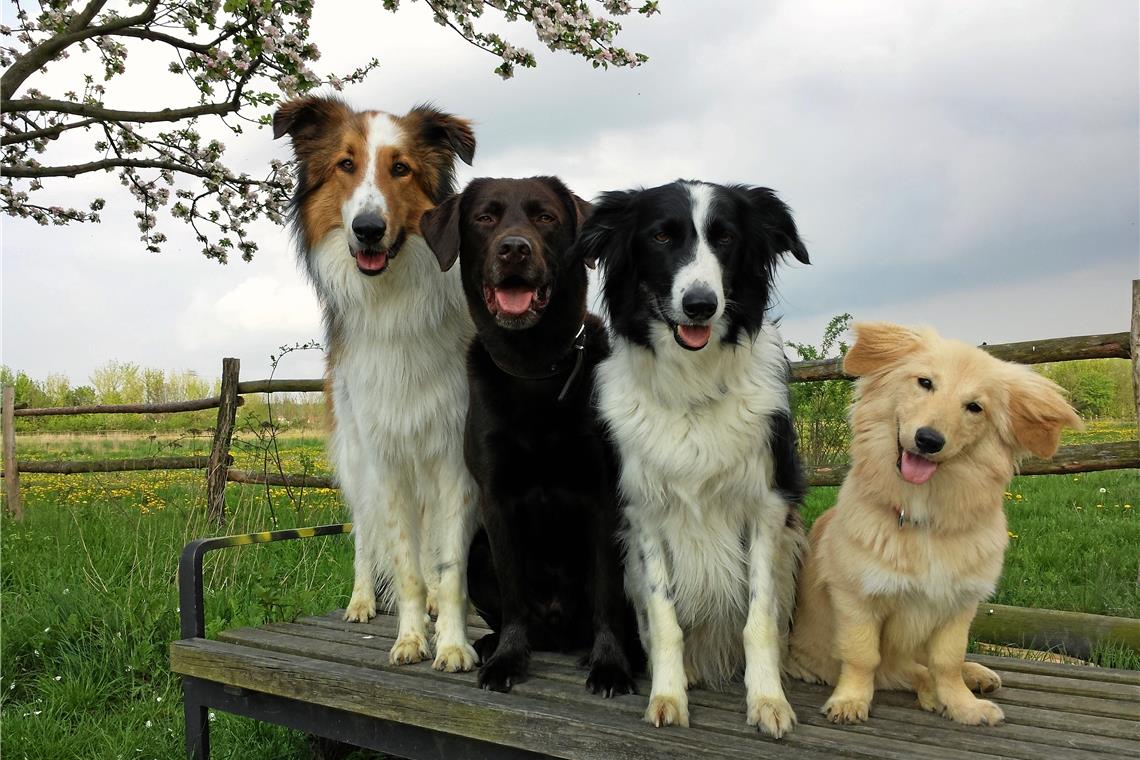 Wo sich Hunde und Halter pudelwohl fühlen