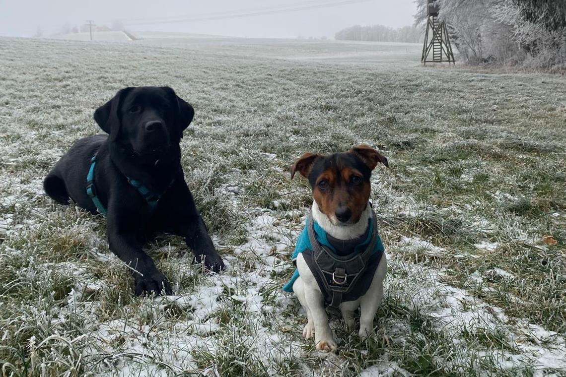 Die vierbeinigen Lebensretter Jack Russell Terrier Lilli (rechts) und Labrador Malu. Foto: privat