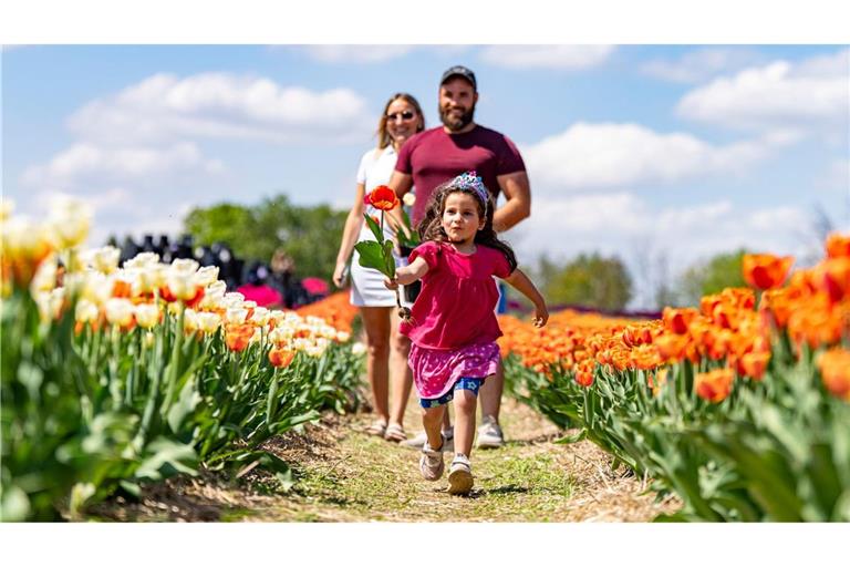Die vierjährige Ella rennt vor ihrer Tante Lisa und ihrem Onkel Vince, während sie Tulpen auf dem familiengeführten Bauernhof Tulipes.ca pflücken, auf dem über 800.000 Tulpen in Laval, Quebec, blühen.