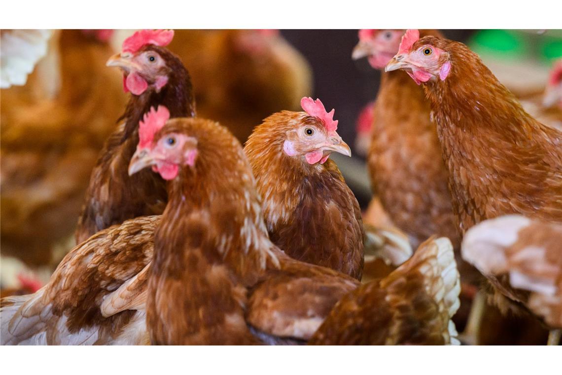 Die Vogelgrippe, auch Geflügelpest genannt, ist eine bei vielen Vogel- und Geflügelarten häufig tödlich verlaufende Infektionskrankheit. (Symbolbild)