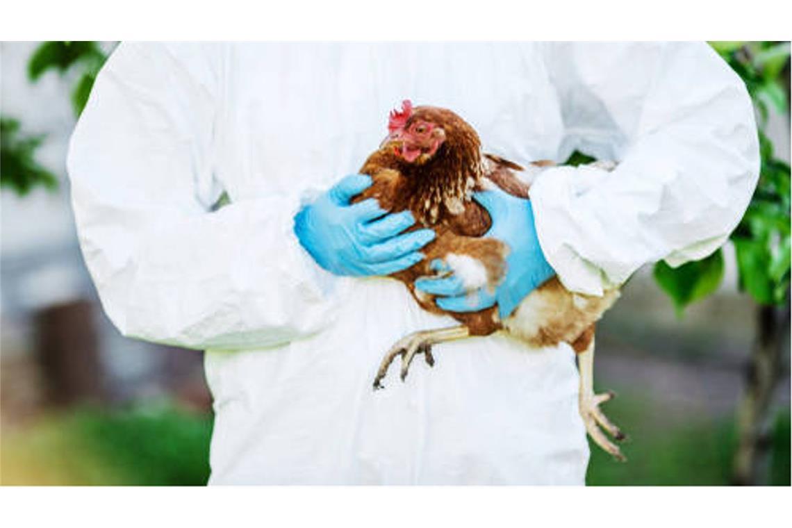 Erster Mensch in den USA an Vogelgrippe gestorben Die Vogelgrippe H5N1 ist derzeit bei Wildvögeln auf der ganzen Welt verbreitet, auch zahlreiche wildlebende Säugetiere haben sich infiziert. Außerdem führte das Virus jüngst zu Ausbrüchen in Geflügelbetrieben sowie in Milchbetrieben in den USA.