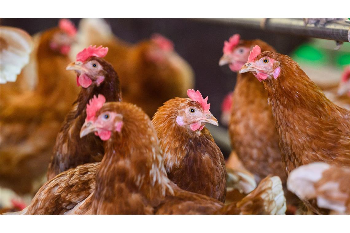 Vogelgrippe bereitet Geflügelhaltern im Südwesten Sorgen Die Vogelgrippe ist eine bei vielen Vogel- und Geflügelarten häufig tödlich verlaufende Infektionskrankheit. (Symbolbild)