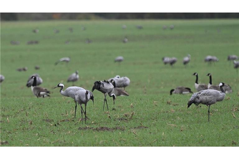 Die Vogelgrippe scheint sich auch in Baden-Württemberg auszubreiten. (Symbolbild)