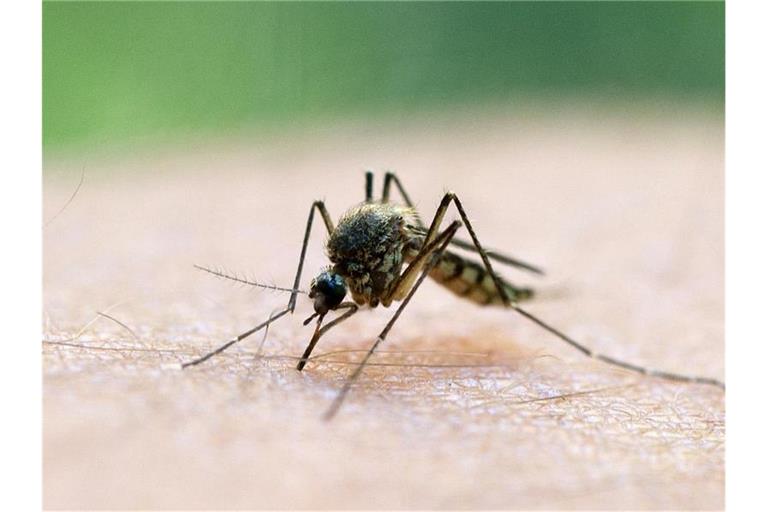 Die von Mücken übertragene Malaria ist eine der Hauptursachen für die hohe Kindersterblichkeit in Afrika. Foto: Patrick Pleul/dpa-Zentralbild/dpa