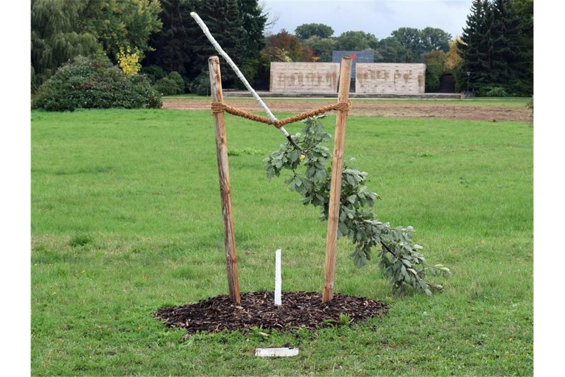 Die von Unbekannten abgesägte deutschen Eiche im Schwanenteichpark. Der Baum war Teil eines Gedenkortes für Enver Simsek, dem ersten NSU-Mordopfer. Foto: -/Stadtverwaltung Zwickau/dpa