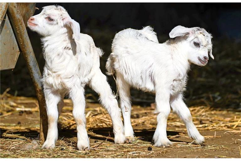 Die vor kurzem neu geborenen Kaschmirziegen in der Wilhelma erkunden bereits ihre Umgebung.