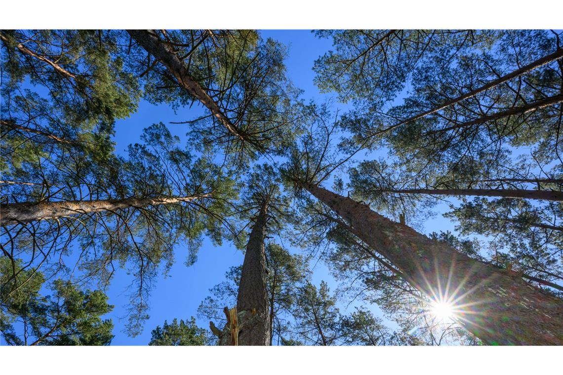 Hier ist die Waldbrandgefahr besonders hoch Die Waldbrandgefahr nimmt zu.