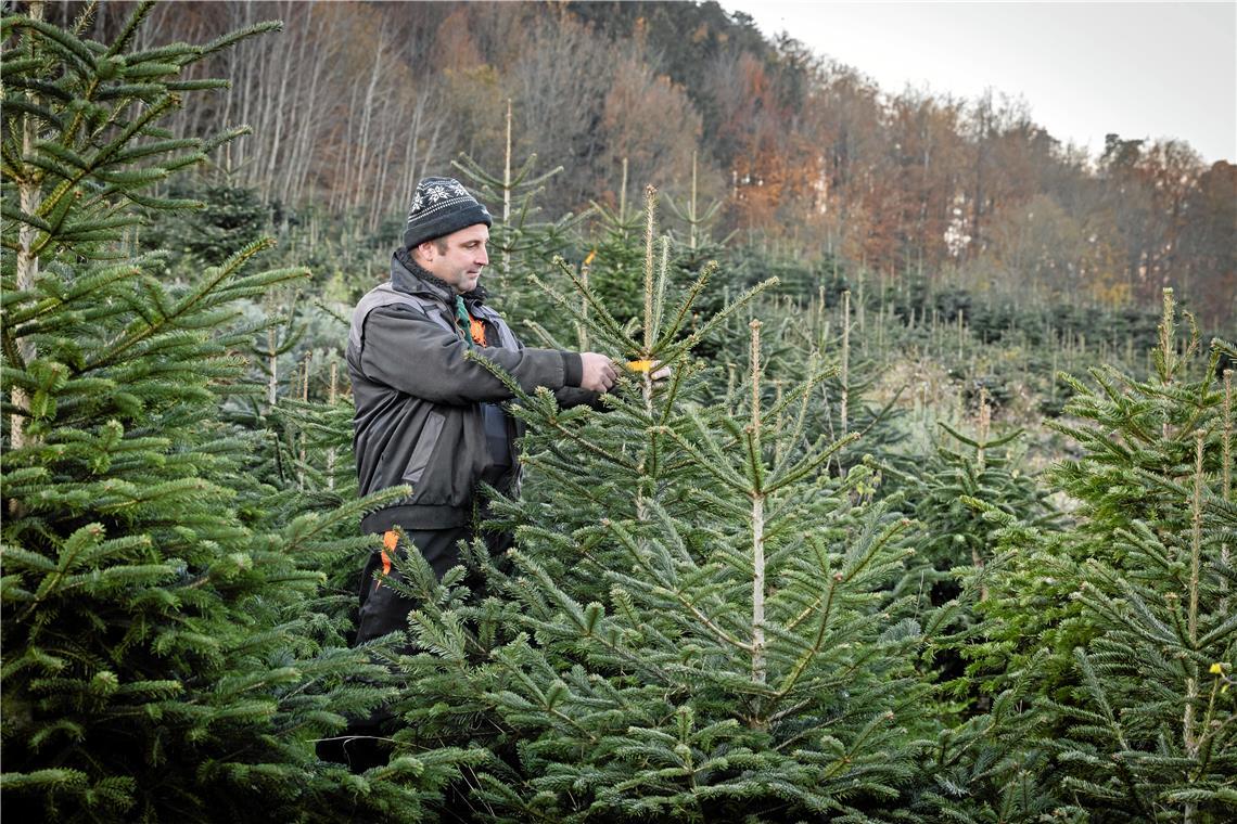 Weihnachtsbäume werden etwas teurer im Rems-Murr-Kreis Die Weihnachtsbäume von Matthias Ernst wachsen auf seiner Weihnachtsbaumplantage in Unterbrüden. Fotos: Alexander Becher