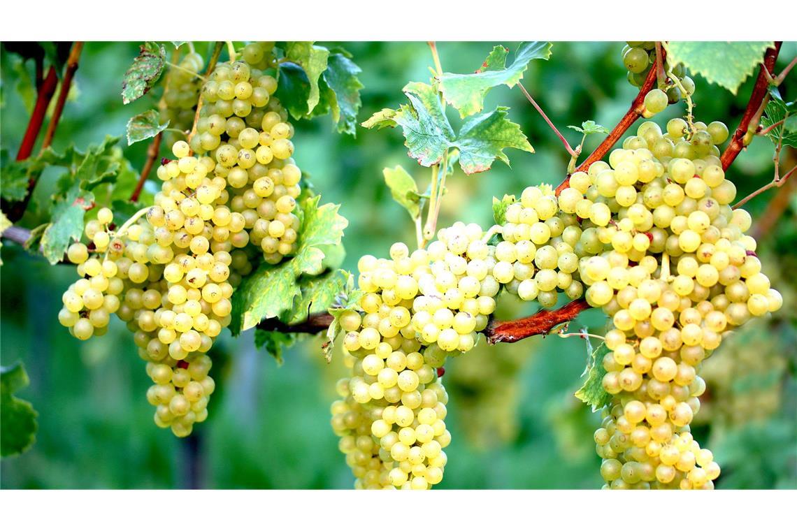 Die Weinernte in Deutschland wird in diesem Herbst so gering ausfallen wie seit Jahren nicht (Symbolfoto).
