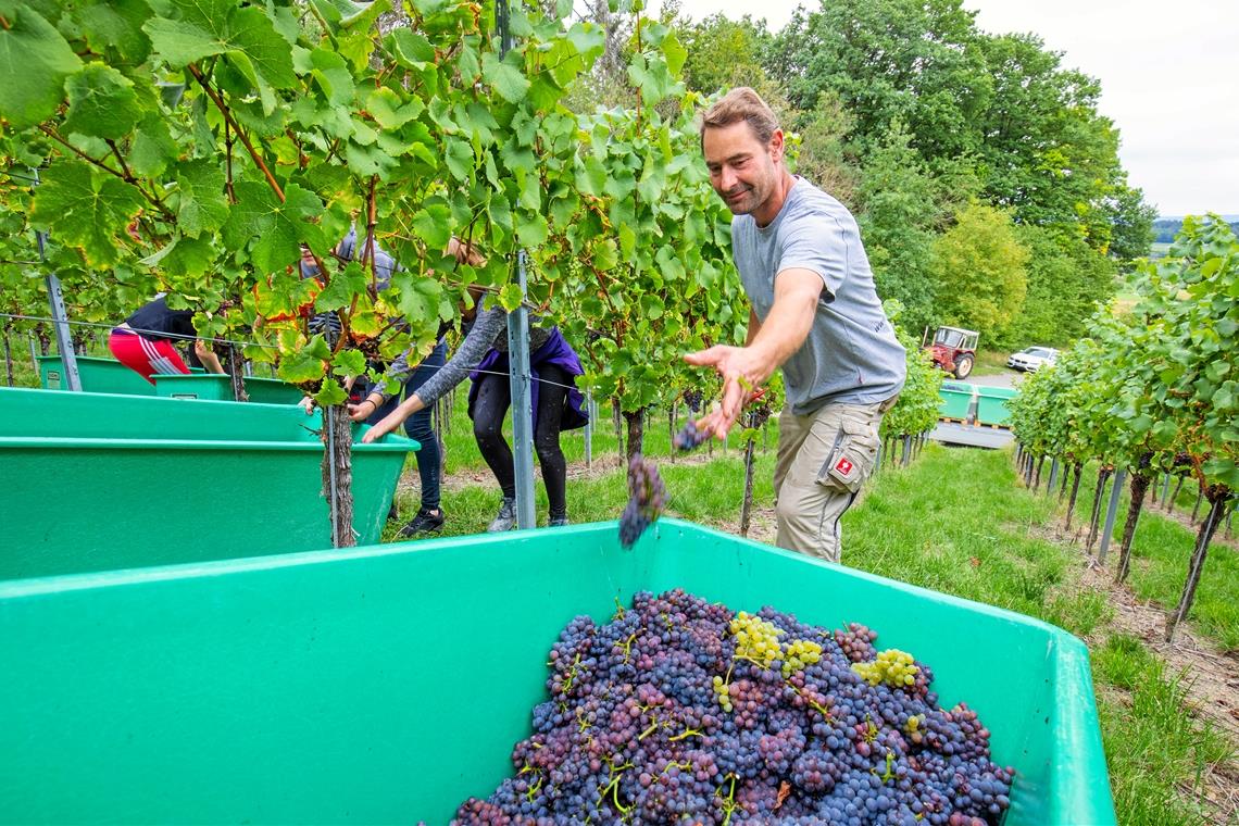 Die Weinlese im Kleinaspacher Föhrenberg hat begonnen Die Weinlese der Weingärtnergenossenschaft Aspach startete gestern mit den Weinsorten Grauburgunder, Samtrot, Acolon und Regent.