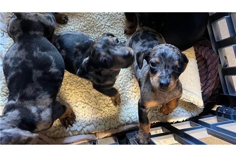 Die Welpen wurden in der Nähe einer Autobahnbrücke über die A6 gefunden.