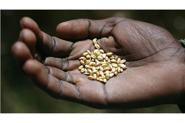 Die Welternährungsorganisation (FAO) rechnet in diesem Sommer mit einer Verschärfung der Nahrungsmittelkrise in Teilen Afrikas (Symbolfoto).
