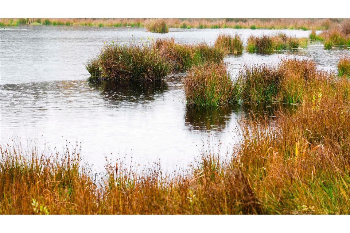 Geschäftsmodell Moor: Bund fördert Wiedervernässung