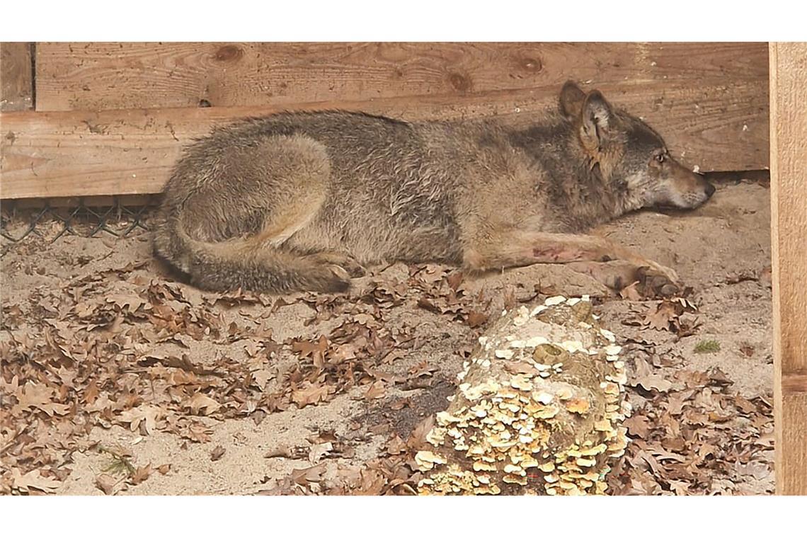 Die Wildtierauffangstation bei Sachsenhagen hat den Wolf aus Hamburg aufgenommen. (Handout)
