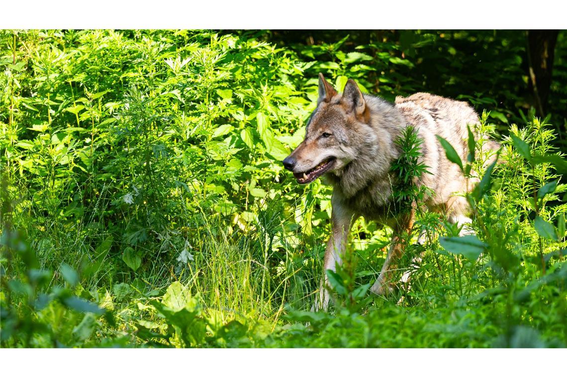 Die Wolfpopulation stagniert in Deutschland auf recht hohem Niveau.