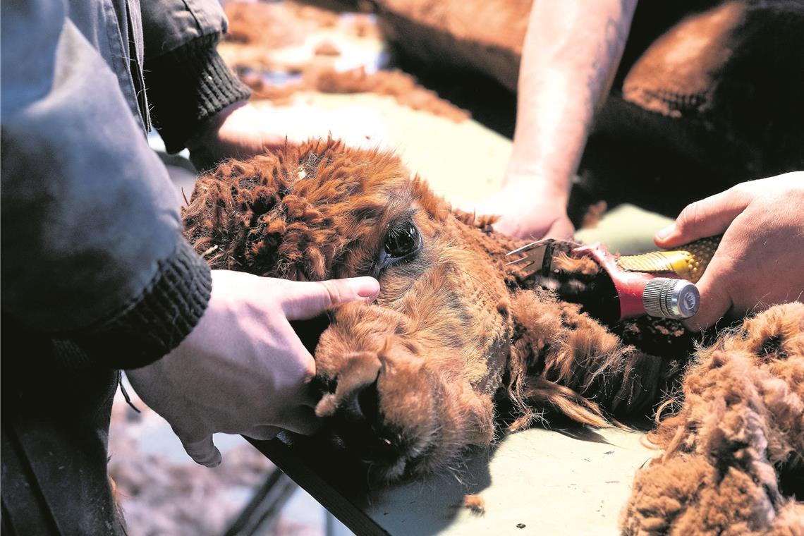 Wedel und Mützchen darf Safira behalten Die Wolle muss runter: Alpakas verfügen nicht über einen natürlichen Haarwechsel, und ohne Schur würden sie im Sommer verschmachten.