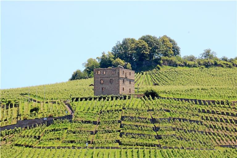 Die Y-Burg bei Stetten erhebt sich anmutig aus dem Weinberg. Foto: Remstal Tourismus