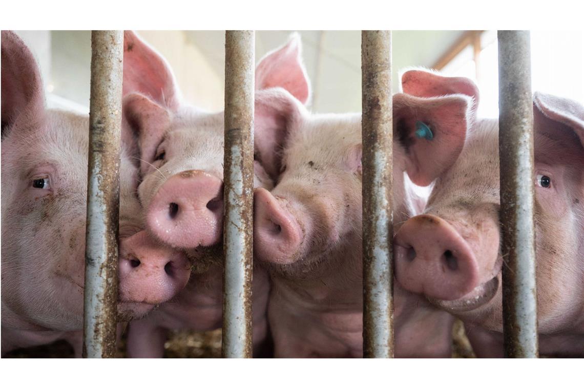 Etwas weniger Schweine und Rinder im Südwesten Die Zahl der Schweine im Südwesten ist zurückgegangen.