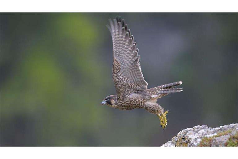 Die Zahl der Wanderfalken im Südwesten ist wieder im Sinkflug.