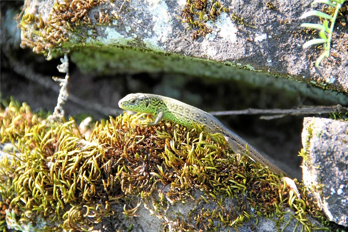 Sigel: Gehölzschnitt jetzt gerne im Garten belassen Die Zauneidechse nutzt Reisighaufen gerne als Unterschlupf. Foto: Landratsamt