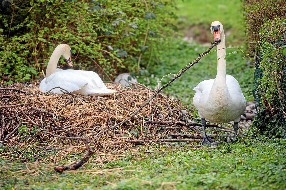 Die Zeichen stehen auf Nachwuchs: Das Weibchen hat sich im Nest platziert, das Männchen legt letzten Schnabel an. Fotos: Stefan Bossow