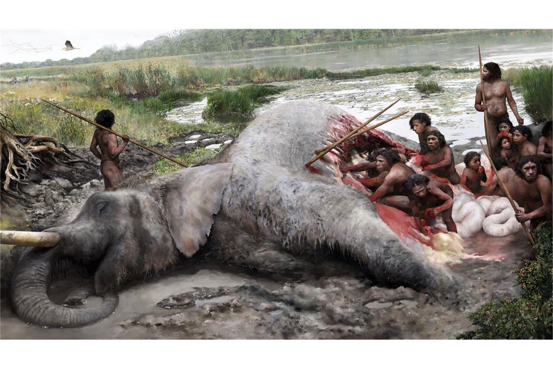 Die Zeichnung illustriert, wie Neandertaler den Elefanten zerlegt haben: Mit Geräten aus Feuerstein brachen sie die dicke Haut auf, um dann Organe und Fleisch herauszulösen. Die Jagd eines solchen Bullen konnte nur als gut organisierte Gruppe gelingen.