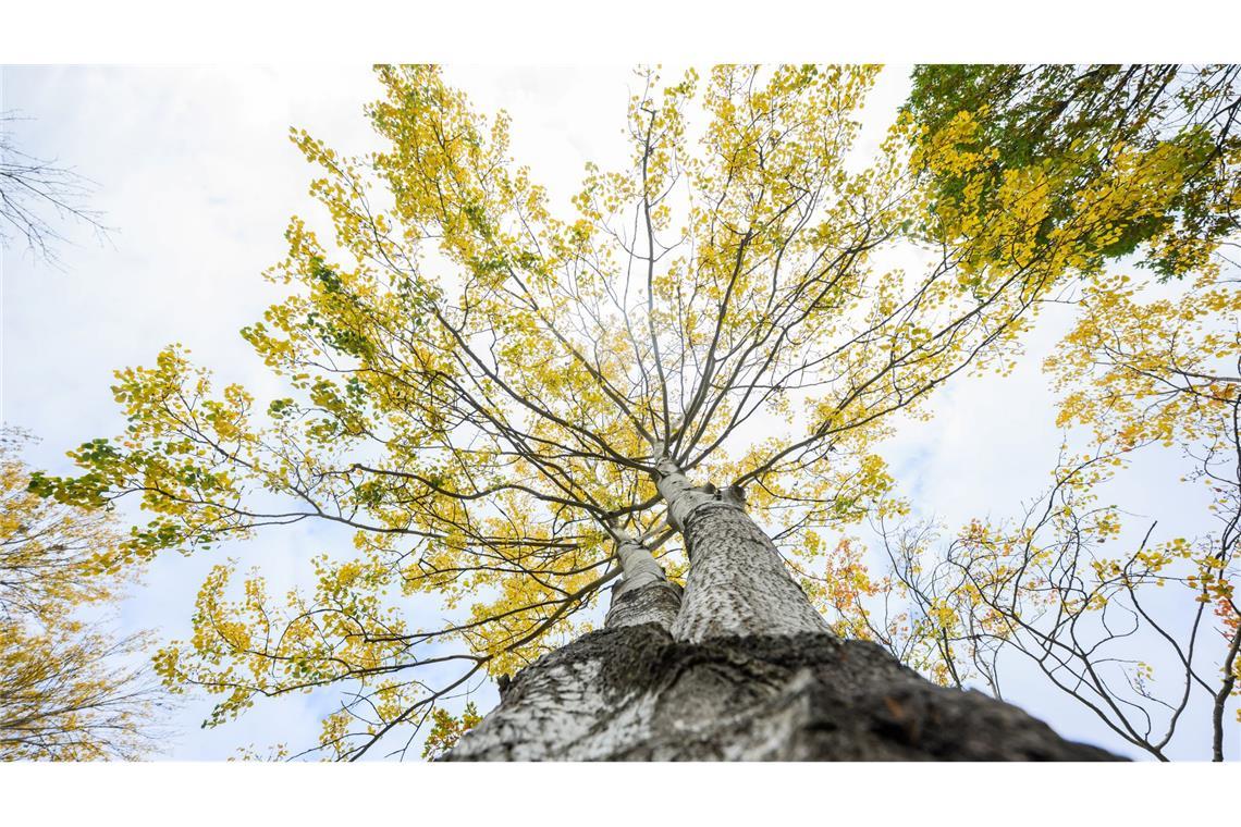Die Zitterpappel steht für Widerstandskraft, Artenvielfalt sowie Erneuerung.