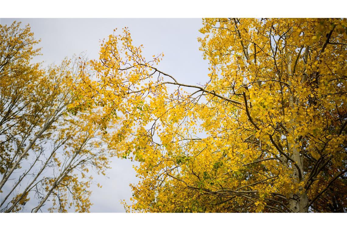 Die Zitterpappel verdankt ihr typisches, "zitterndes" Laub dem seitlich abgeflachten Blattstiel – schon ein leichter Wind versetzt ihre Krone in Bewegung.