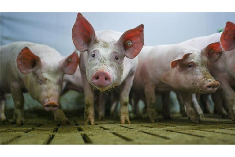Die "Zukunftswerkstatt Schwein" fand Einzug in die Haushaltsdebatte. (Symbolbild)