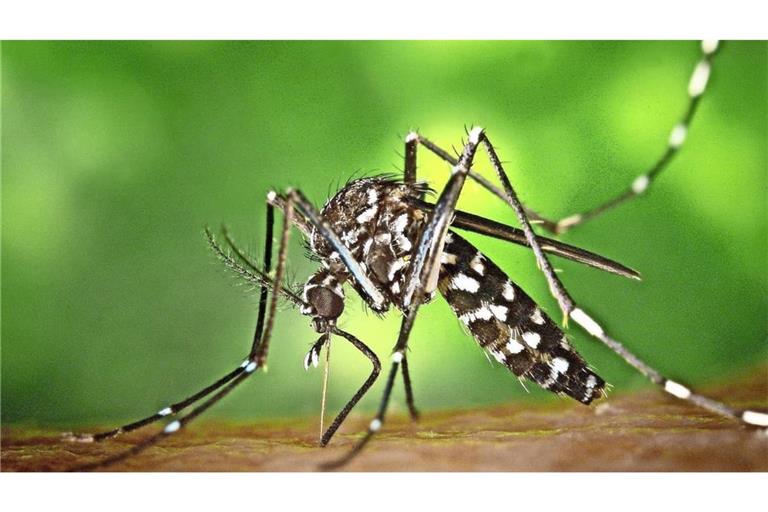 Die&nbsp; Asiatische Tigermücke hat sich in mehreren Landesteilen etabliert.