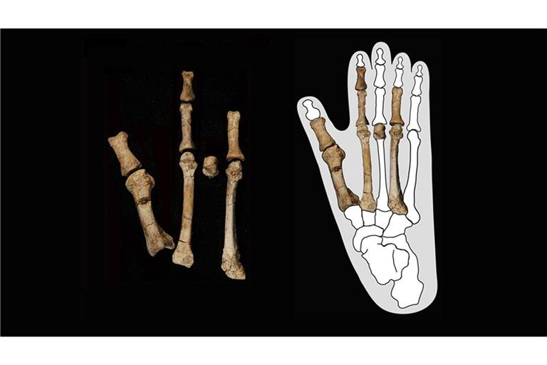 Diese 3,4 Millionen Jahre alten Knochen aus Äthiopien stammen vom Fuß eines Vormenschen. Aber von welchem? Das haben neue Fossilfunde nun geklärt.