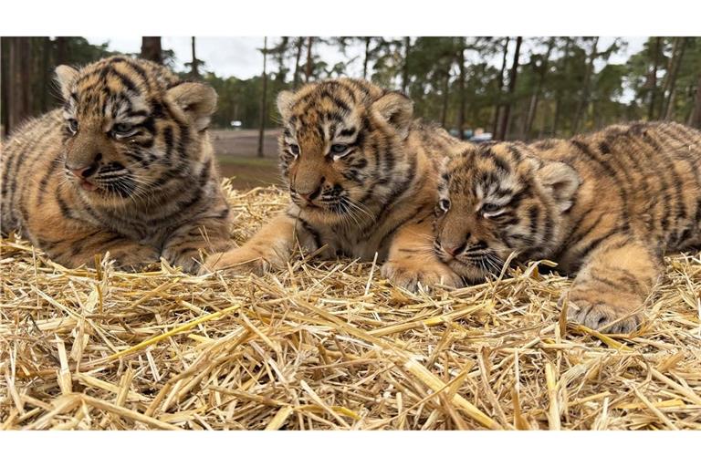 Diese drei Tigerbabys wurden im Serengeti-Park in Hodenhagen geboren.