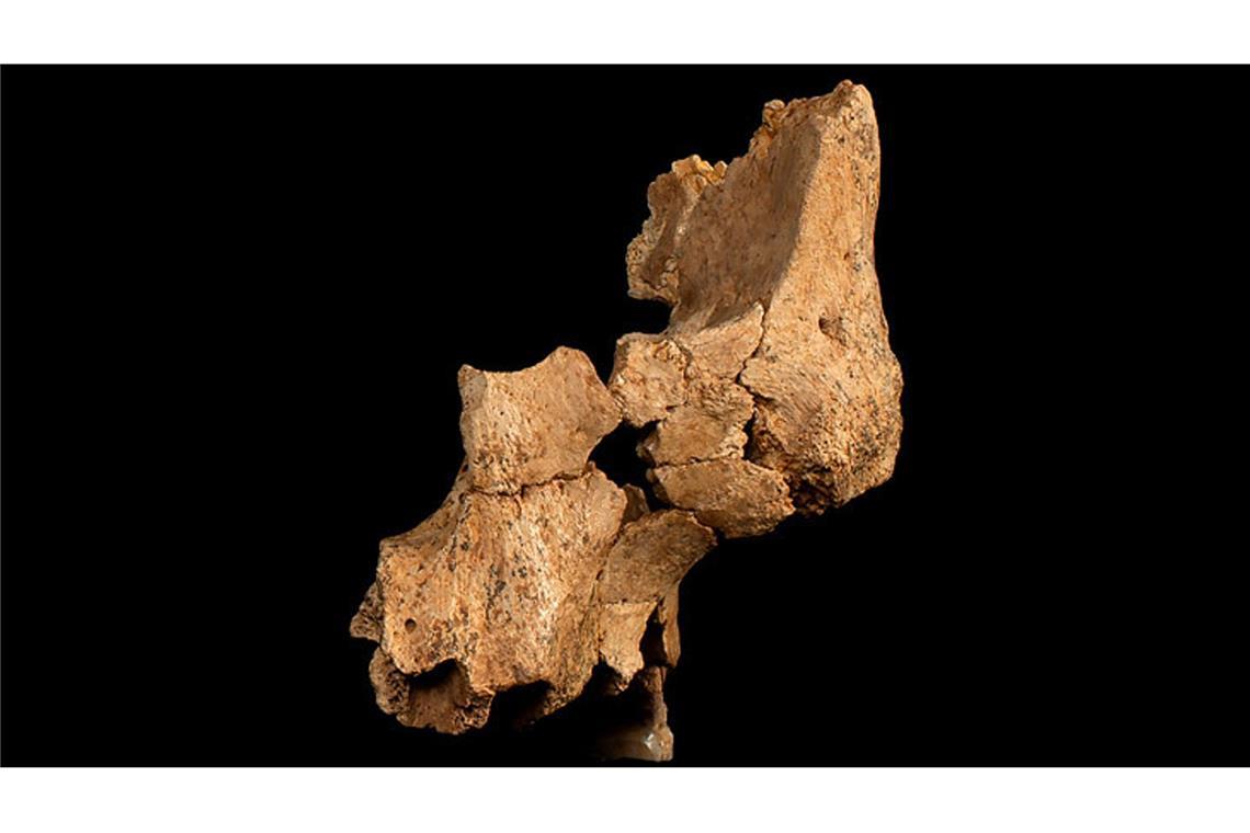 „Pink“ war der erste Westeuropäer vor 1,4 Millionen Jahren Diese in Nordspanien entdeckten Knochen zeigen Teile der linken Gesichtshälfte eines 1,1 bis 1,4 Millionen Jahre alten Frühmenschen. Es ist das älteste Gesichtsfossil Europas.