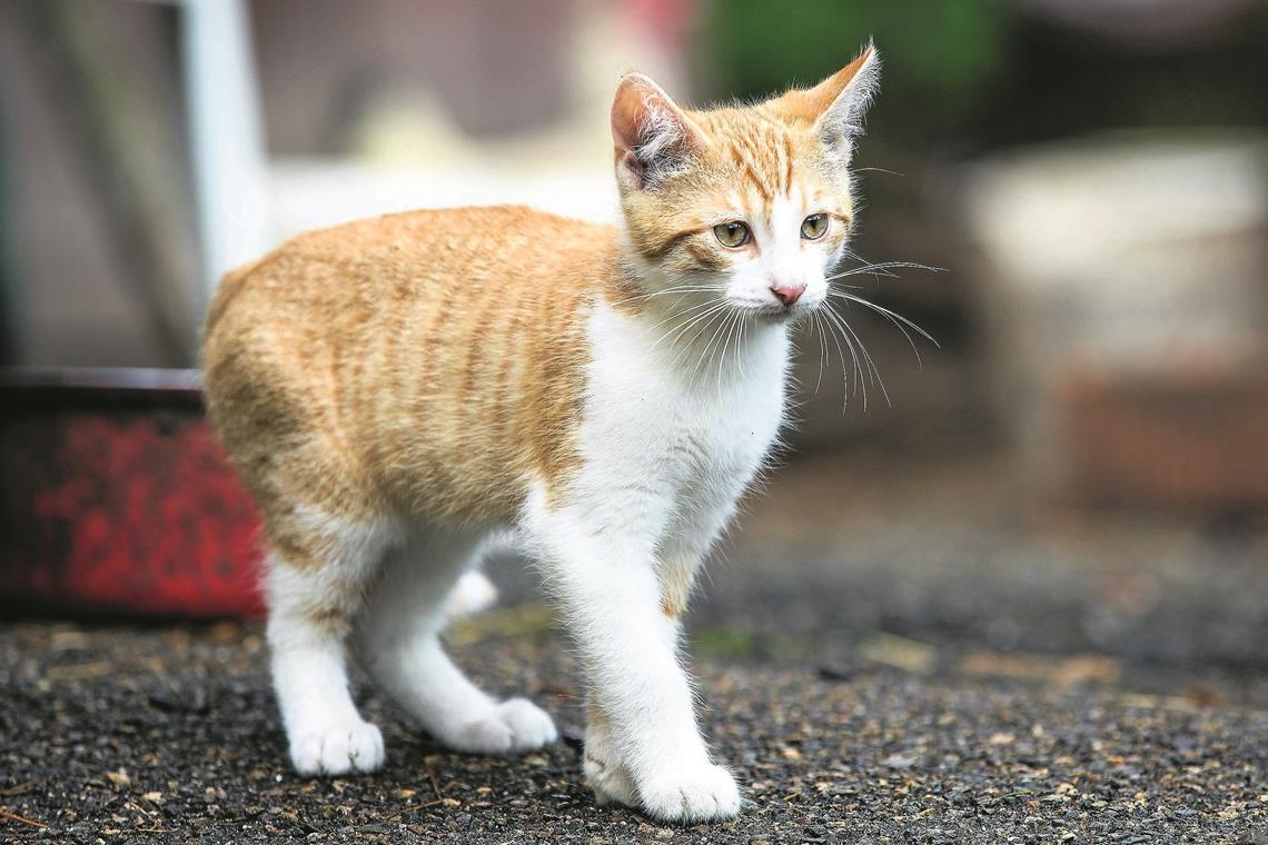 Diese Katze hat ein gutes Zuhause. Doch es gibt viele Tiere, um die sich die Katzenhilfe Gaildorf kümmern muss. Foto: J. Fiedler