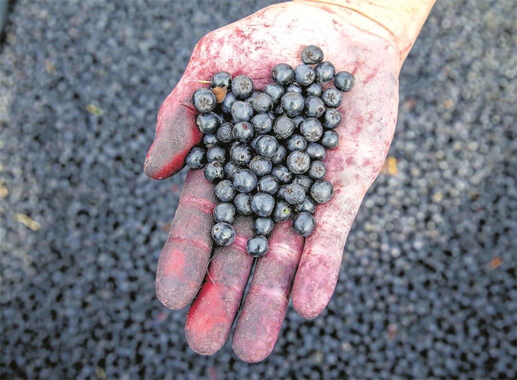 Erste Aroniabeeren-Ernte im Kreis