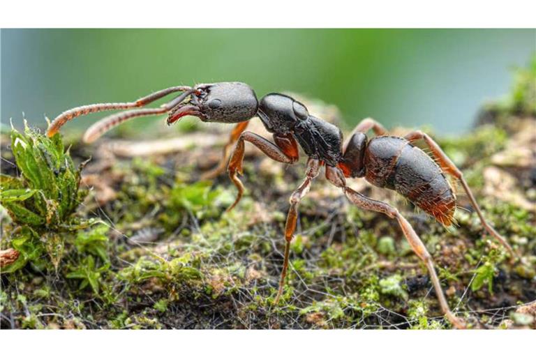 Diese Krabbler sind echt unangenehm: Obwohl die Asiatische Nadelameise nicht aggressiv ist, sticht sie bei Störung, was schmerzhaft sein und Unbehagen verursachen kann.