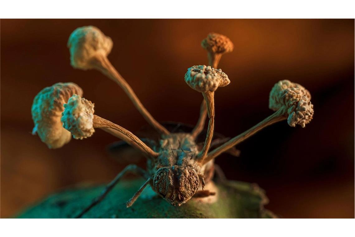 Wie Pilze Insekten in Zombies verwandeln Diese Makroaufnahme zeigt, wie die Fruchtkörper eines parasitischen Zombie-Pilzes aus einer Fliege herauswachsen. Der Pilz hat sich in dem Insekt entwickelt und dabei auch dessen Gehirn infiltriert. Dadurch bringt der Neuroparasit seinen Wirt dazu, zu einem für die Vermehrung der Pilzsporen günstigen Ort zu laufen. Das todgeweihte Insekt wird zum pilzgesteuerten Zombie.