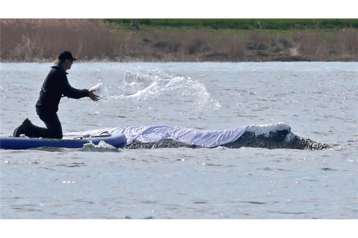 Diese Woche soll der vor Poel liegende Wal Richtung Nordsee abtransportiert werden.
