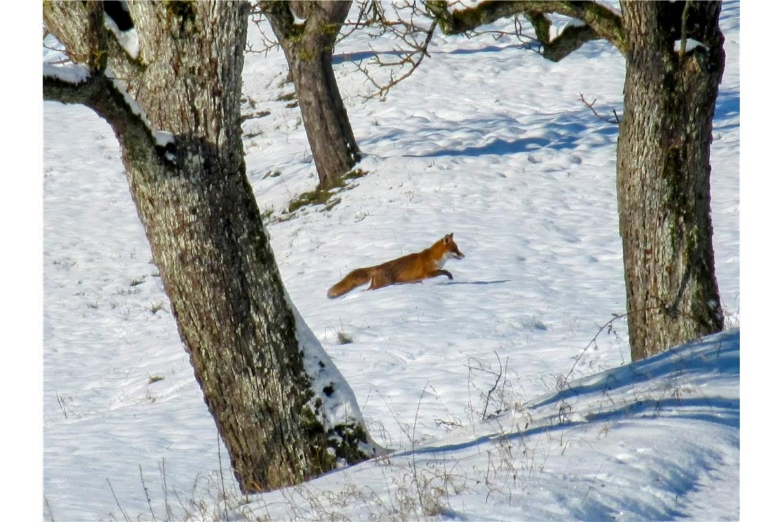 Diesen Fuchs auf Futtersuche hat Rita Huber zwischen Streuobstbäumen in Sulzbach...