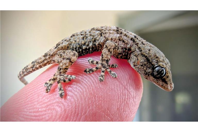 Diesen Gecko fand eine Frau aus Polen in einer Packung Rucola-Salat aus dem Supermarkt.