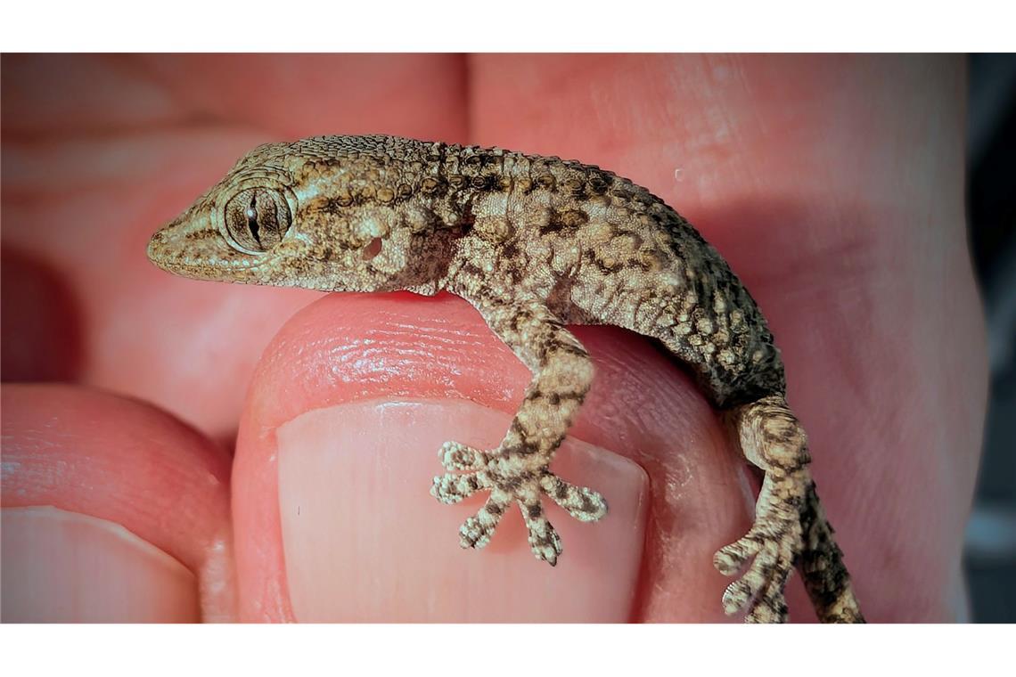 Diesen Gecko fand eine Frau aus Polen in einer Packung Rucola-Salat aus dem Supermarkt.