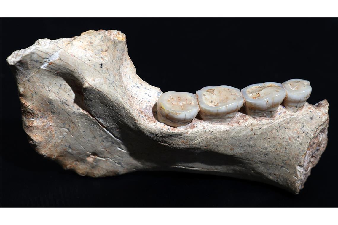 Dieser 773.000 Jahre alte Kieferknochen aus Marokko stammt von einem noch unbekannten Frühmenschen nahe der Wurzel unserer Spezies, dem Homo sapiens.