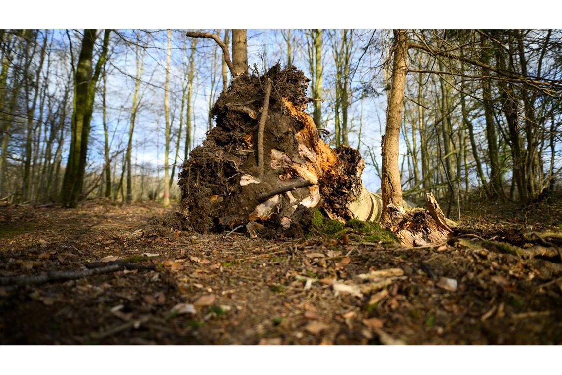 Dieser Baum ist umgestürzt.