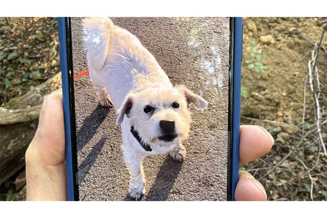 Dieser Hund ist von der Feuerwehr aus dem Bau gerettet worden.